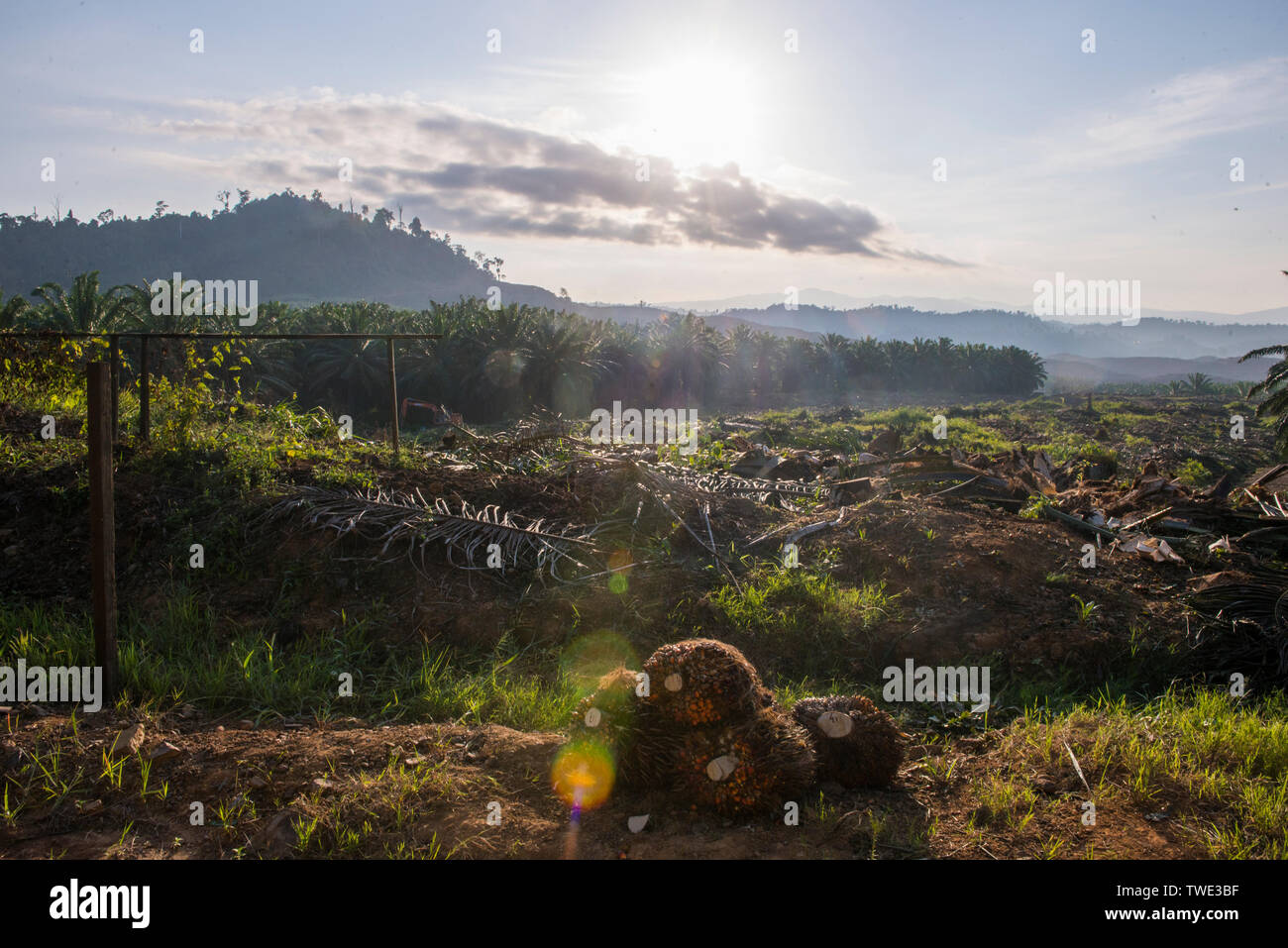 Ölpalm-plantage, nahe Tawau, Sabah, Borneo, Malaysia. Stockfoto