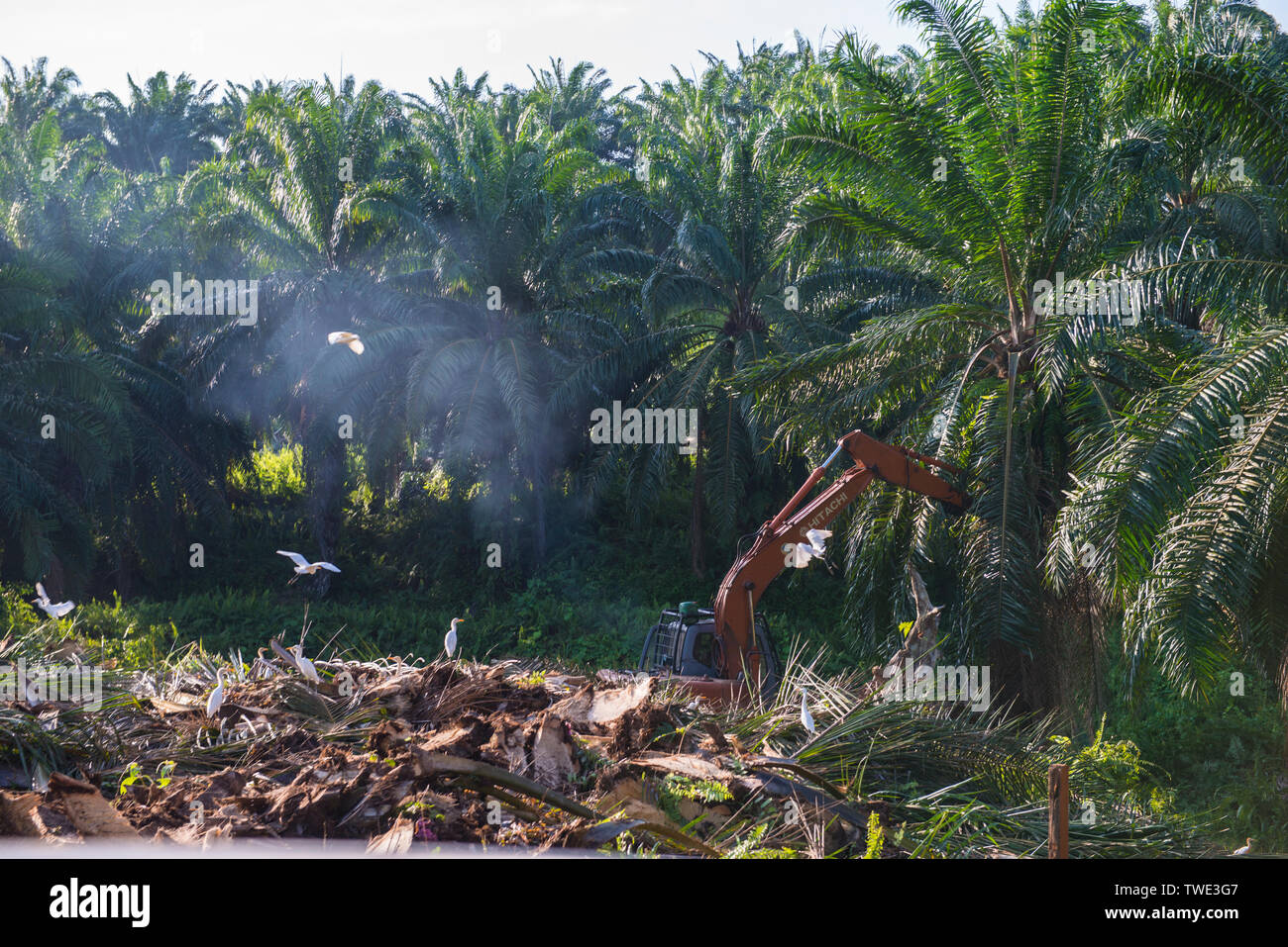 Ölpalm-plantage, nahe Tawau, Sabah, Borneo, Malaysia. Stockfoto