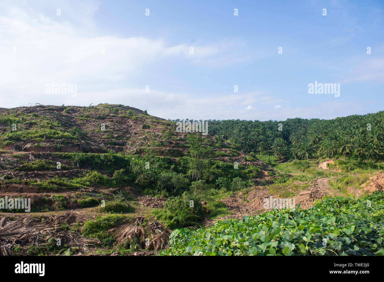 Ölpalm-plantage, nahe Tawau, Sabah, Borneo, Malaysia. Stockfoto