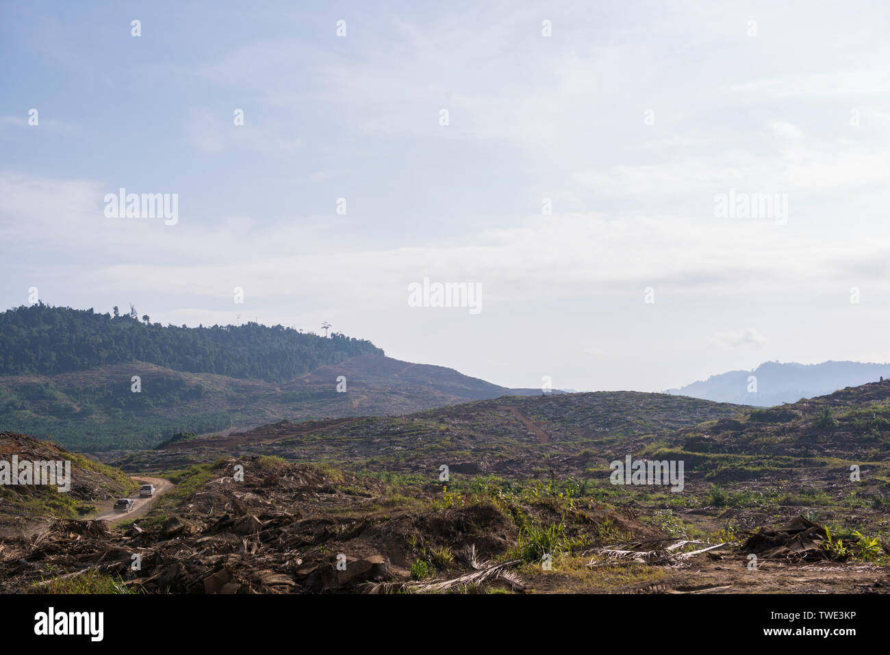 Ölpalm-plantage, nahe Tawau, Sabah, Borneo, Malaysia. Stockfoto