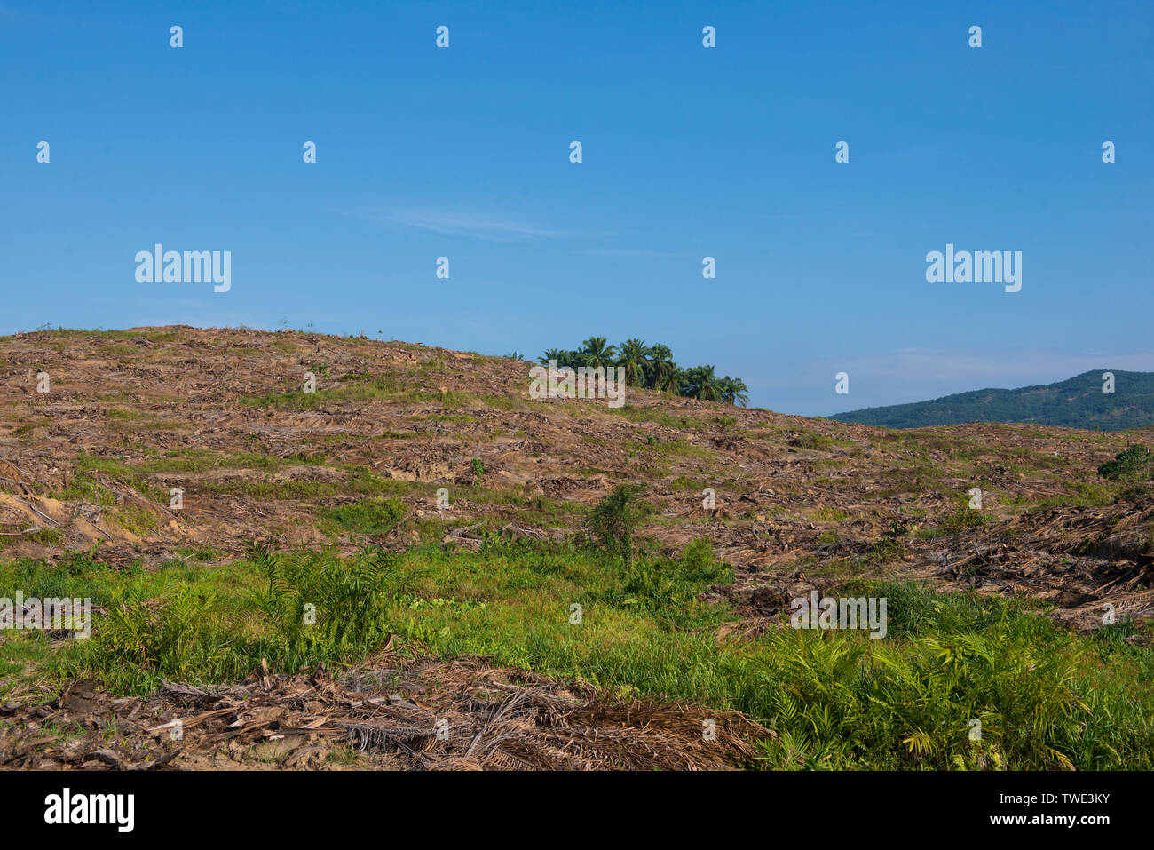 Ölpalm-plantage, nahe Tawau, Sabah, Borneo, Malaysia. Stockfoto