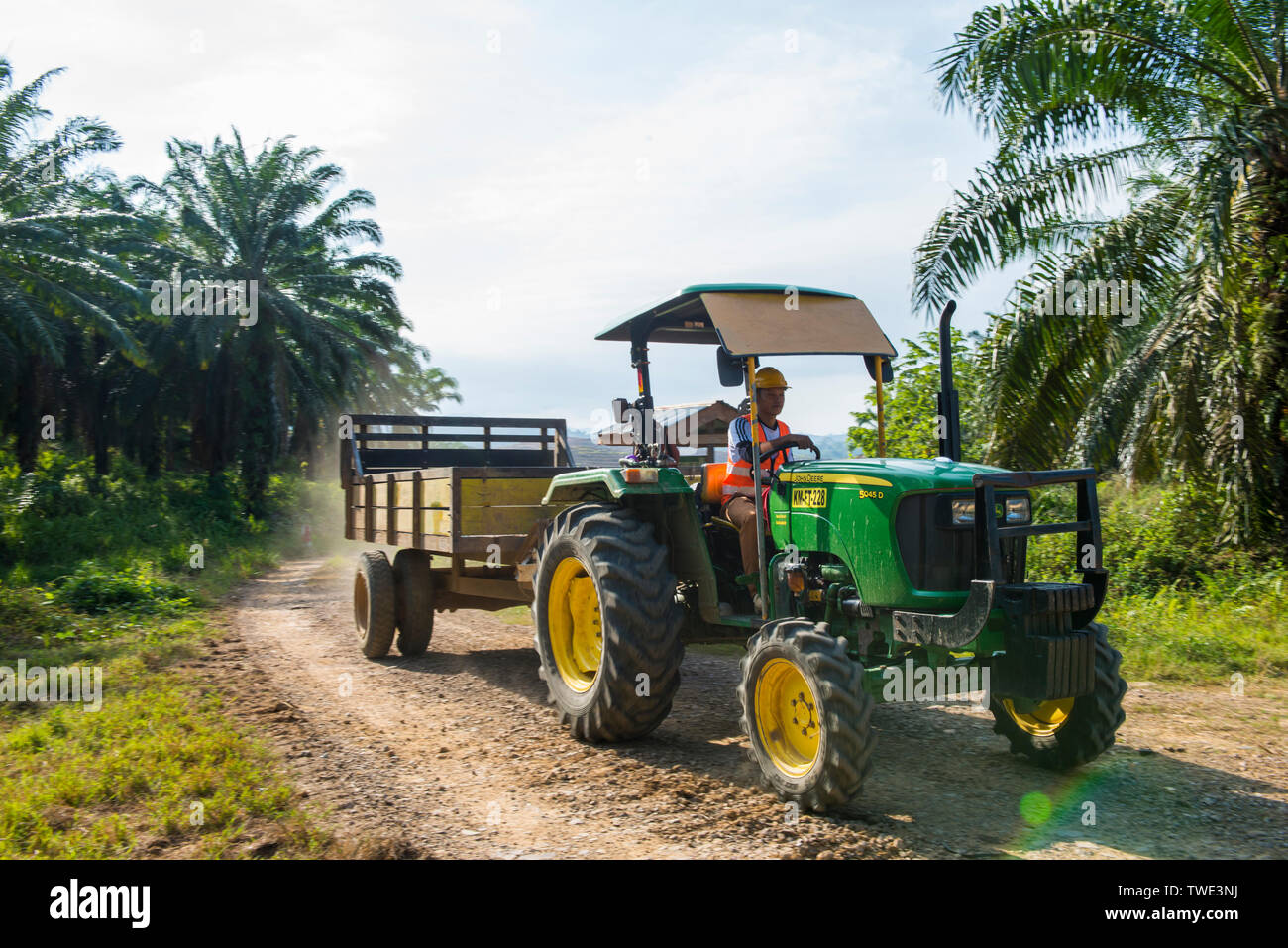 Ölpalm-plantage, nahe Tawau, Sabah, Borneo, Malaysia. Stockfoto