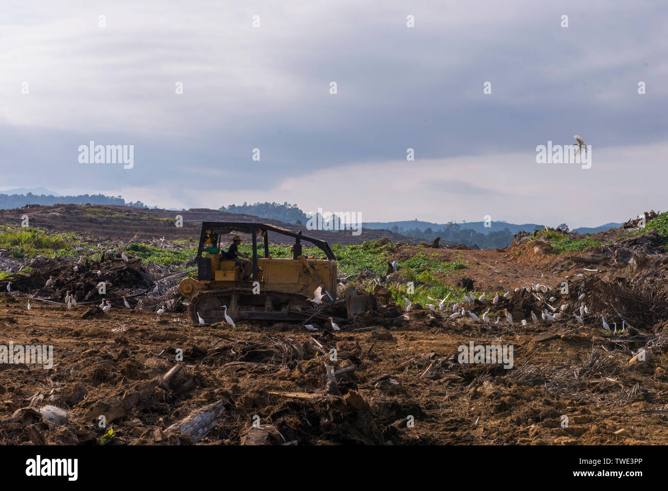 Clearing Land auf einer Ölpalm-plantage, nahe Tawau, Sabah, Borneo, Malaysia. Stockfoto
