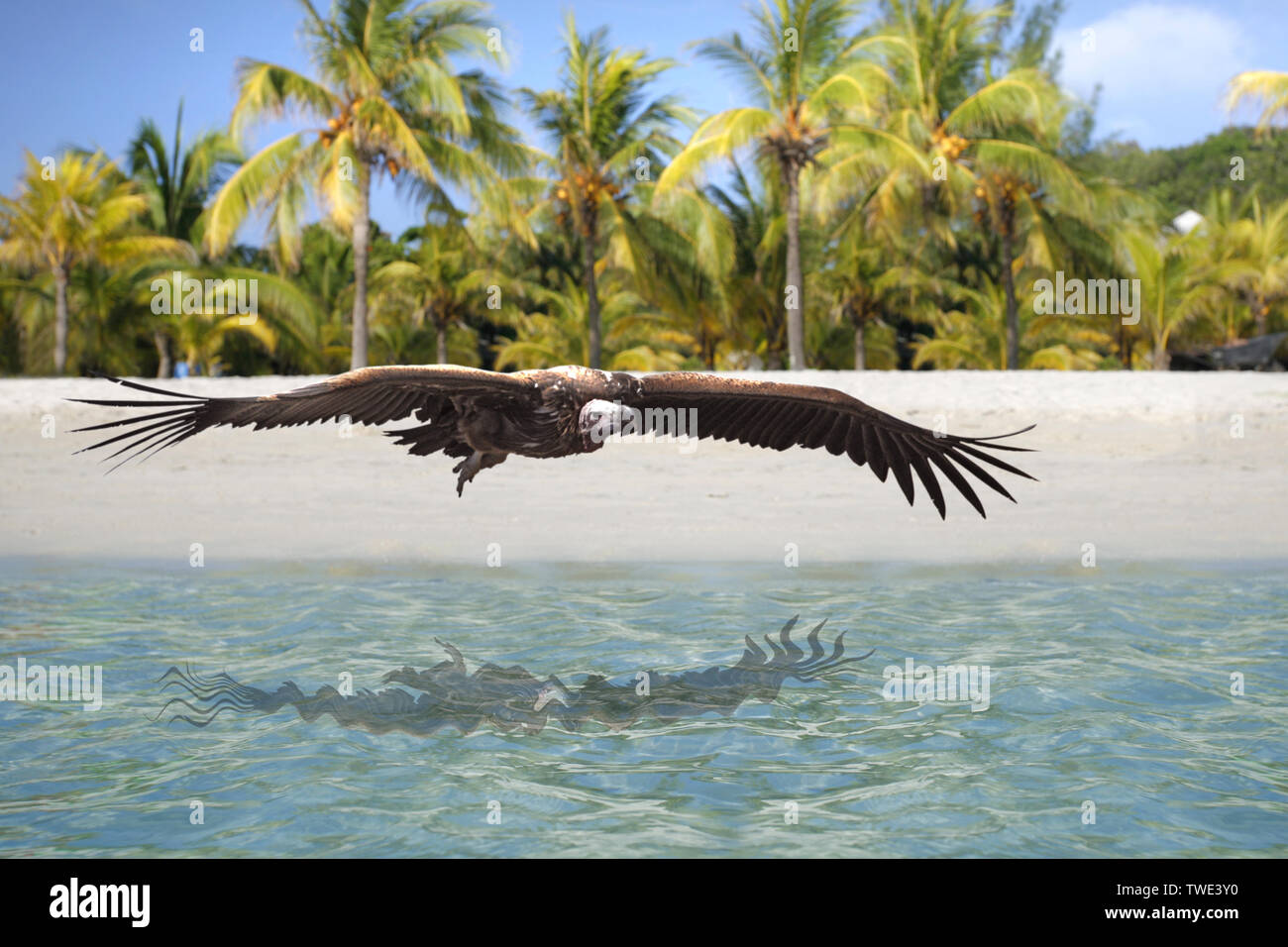 Adler, der über dem Meer fliegt Stockfoto