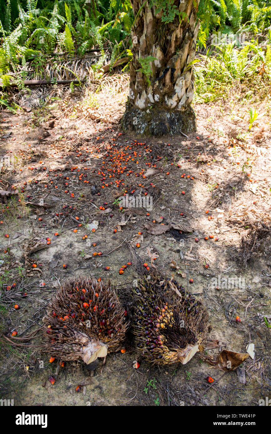 Öl Palmkernöl in einer Ölpalm-plantage, nahe Tawau, Sabah, Borneo, Malaysia. Stockfoto