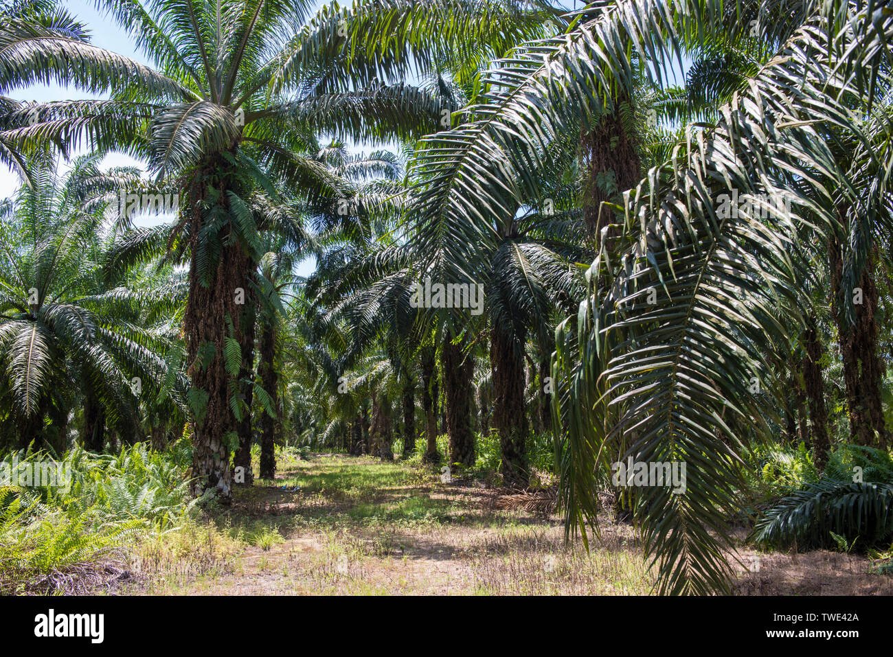 Ölpalm-plantage, nahe Tawau, Sabah, Borneo, Malaysia. Stockfoto