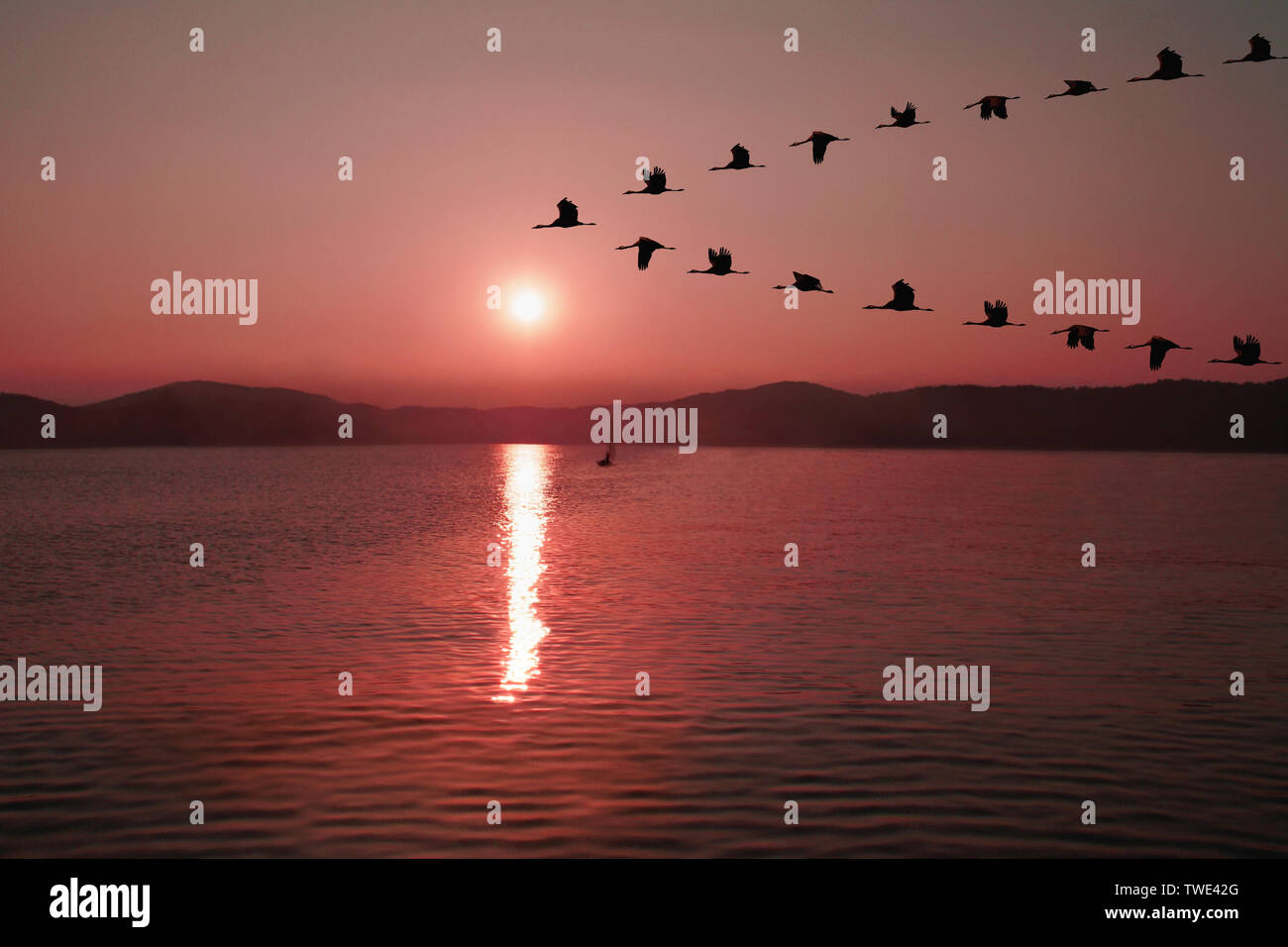 Blick aus der Vogelschar, der am Himmel fliegt Stockfoto