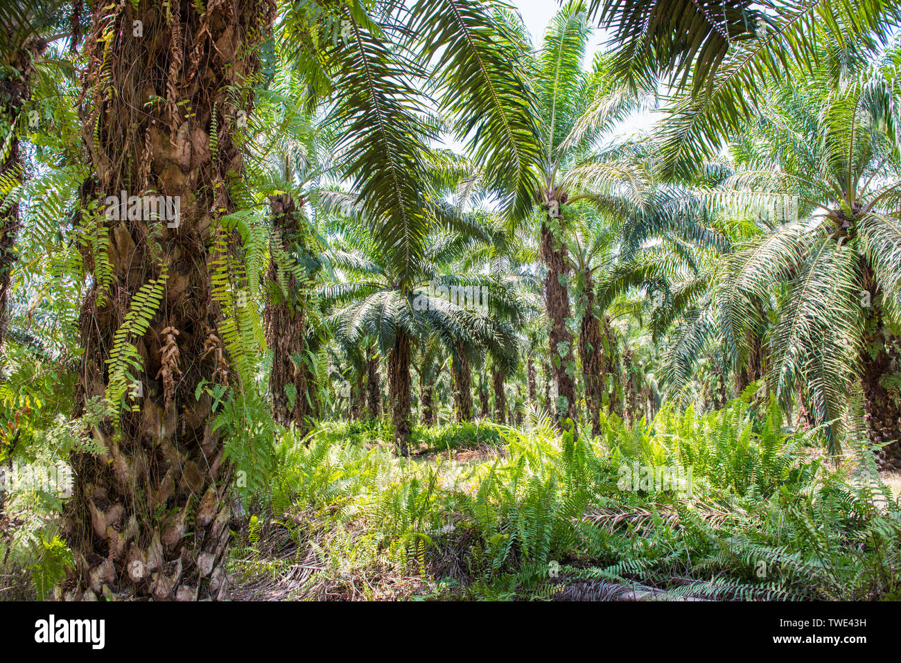 Ölpalm-plantage, nahe Tawau, Sabah, Borneo, Malaysia. Stockfoto