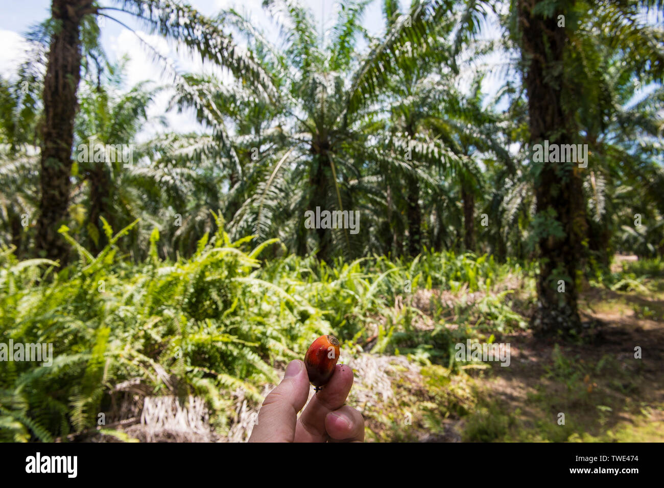Früchte der Ölpalme, Ölpalm-plantage, nahe Tawau, Sabah, Borneo, Malaysia. Stockfoto