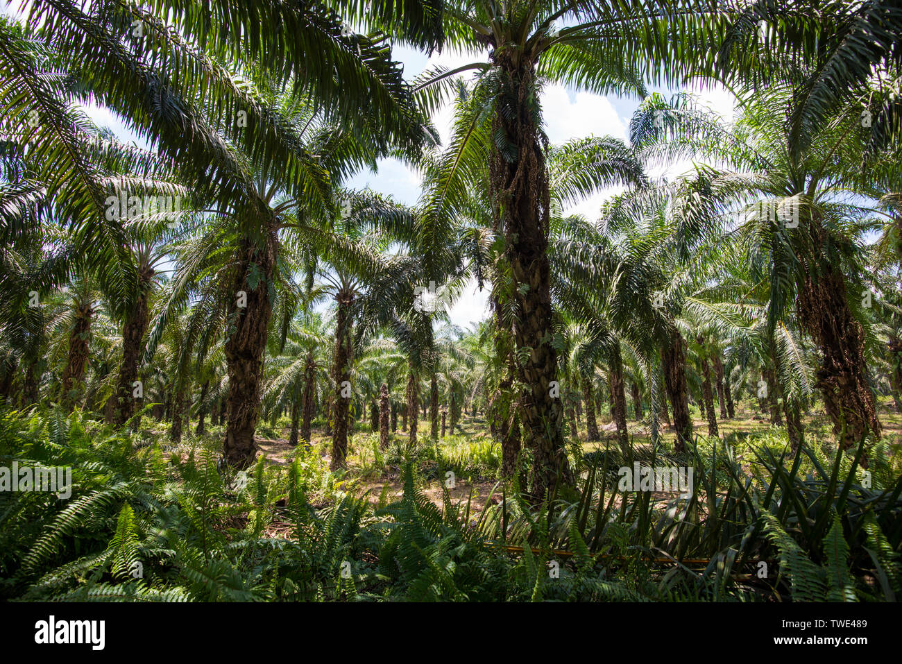 Ölpalm-plantage, nahe Tawau, Sabah, Borneo, Malaysia. Stockfoto