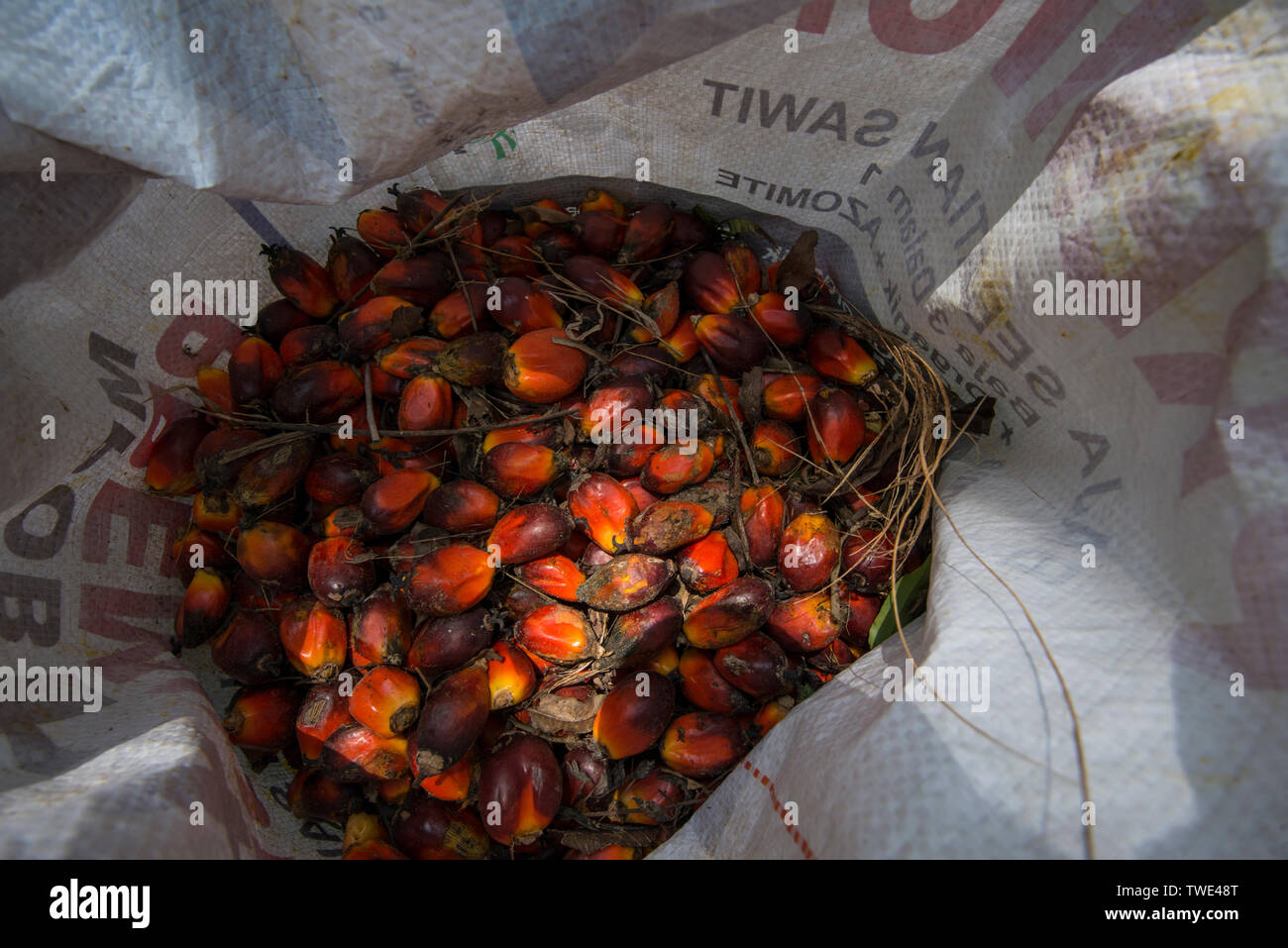 Öl Palmkernöl in einer Ölpalm-plantage, nahe Tawau, Sabah, Borneo, Malaysia. Stockfoto