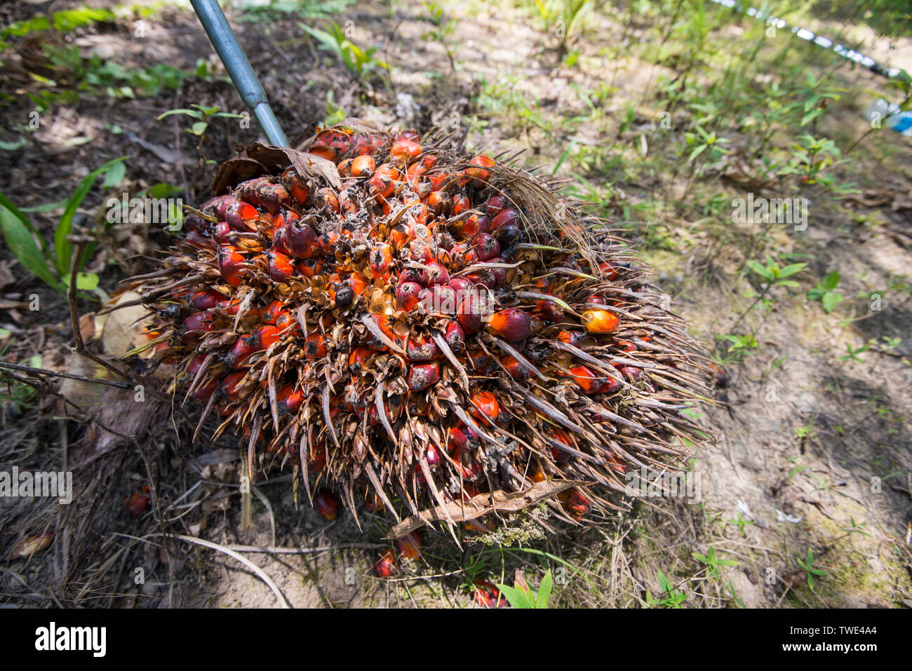Öl Palmkernöl in einer Ölpalm-plantage, nahe Tawau, Sabah, Borneo, Malaysia. Stockfoto
