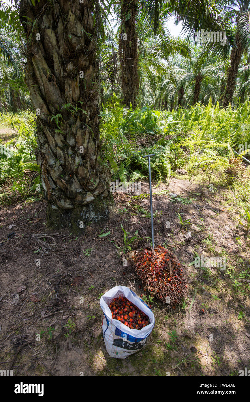 Öl Palmkernöl in einer Ölpalm-plantage, nahe Tawau, Sabah, Borneo, Malaysia. Stockfoto
