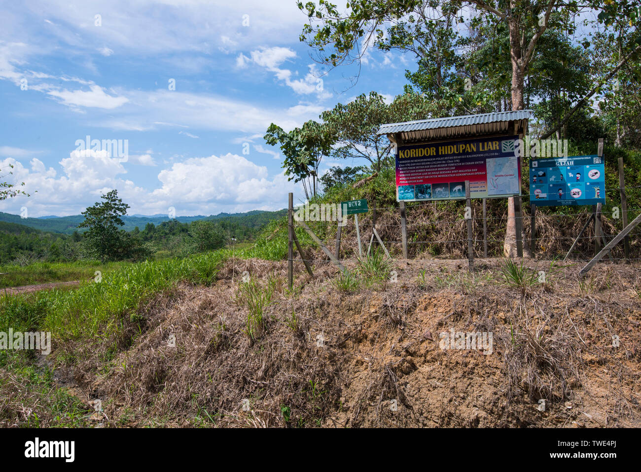 Wildlife Corridor in einer Ölpalm-plantage, nahe Tawau, Sabah, Borneo, Malaysia. Stockfoto