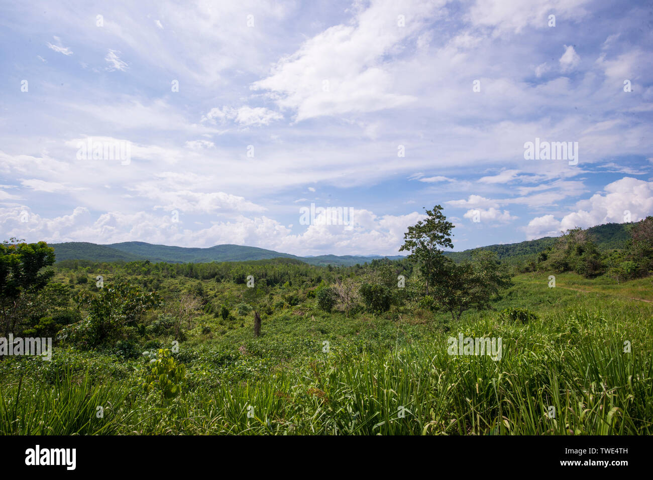 Wildlife Corridor in einer Ölpalm-plantage, nahe Tawau, Sabah, Borneo, Malaysia. Stockfoto