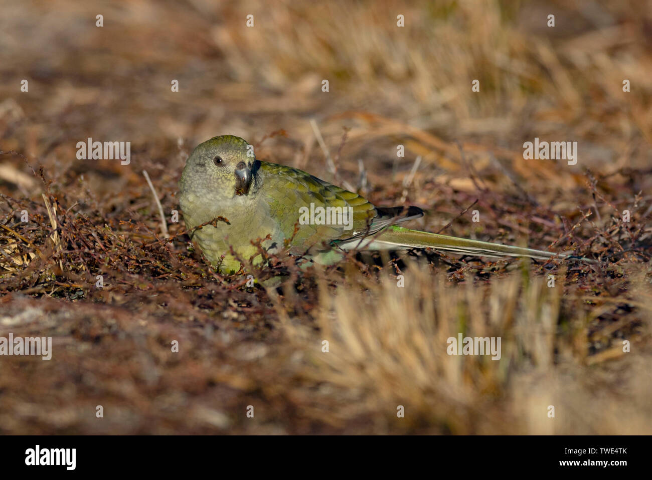 Red Rumped Papagei, Psephotus haematonotus, weiblichen Fütterung auf Samen auf den Boden Narromine, Central West New South Wales. Stockfoto
