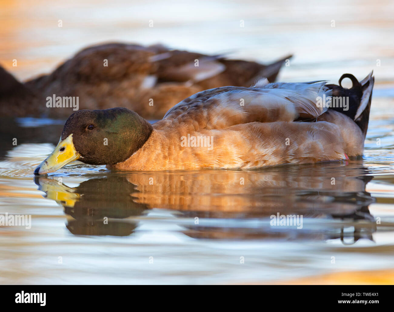 Northern Stockente, Anas platyrhynchos, schwimmen in der Lagune in der Nähe von Naromine in Central West New South Wales, Australien. Stockfoto