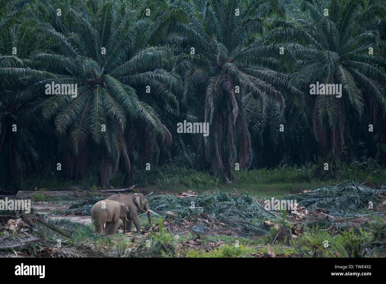 Bornesischen Elefant, Elephas maximus Borneensis, in Öl Palm Plantation, nahe Tawau, Sabah, Borneo, Malaysia. Stockfoto