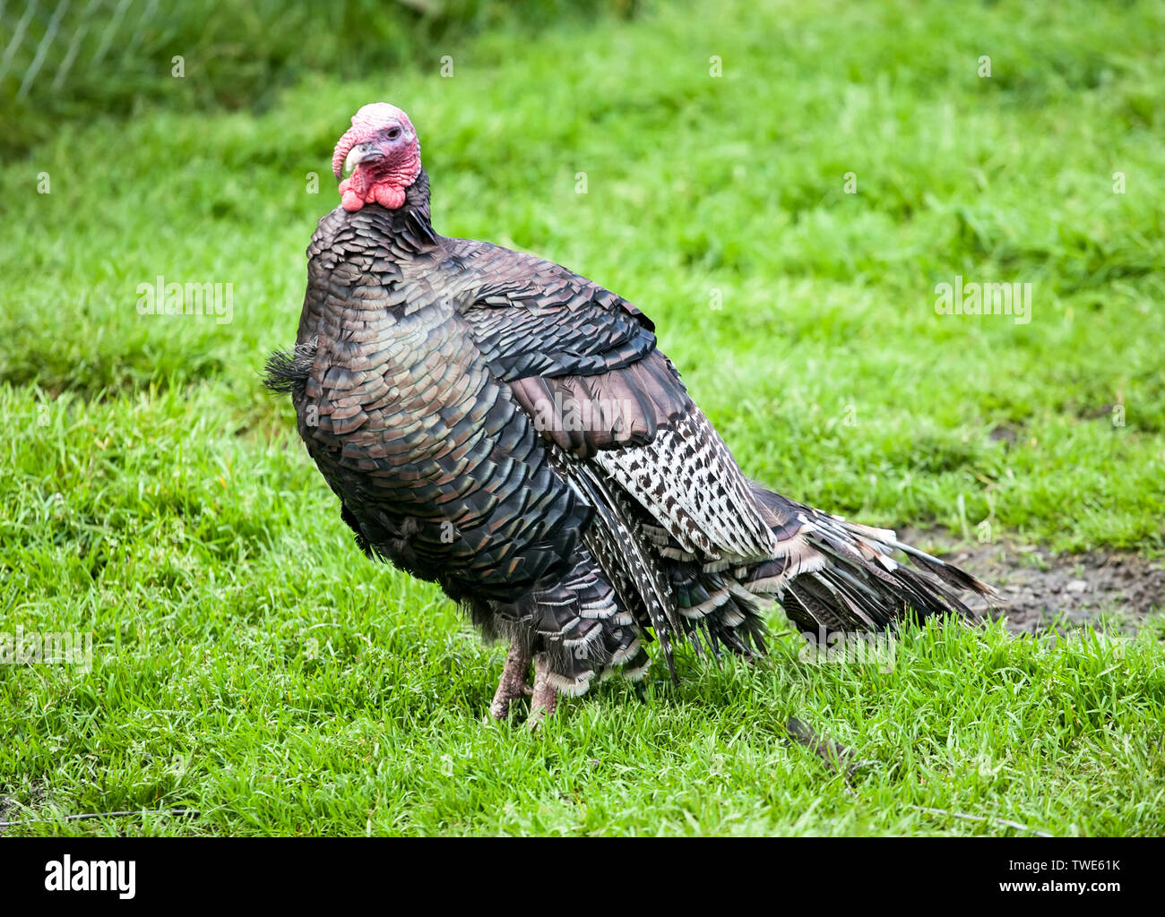 Fat Türkei Vogel closeup auf grünem Gras Hintergrund Stockfoto