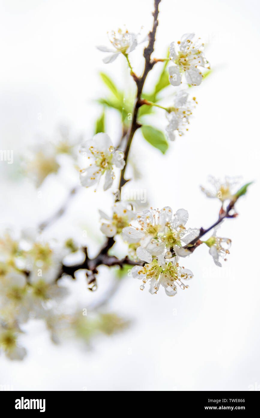 Birne Blume Stockfoto