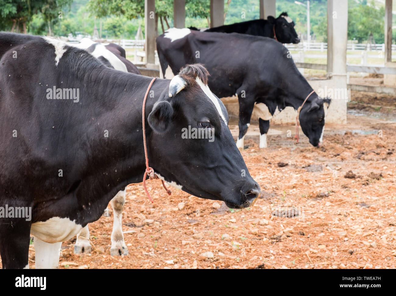 Kopf Kuh neben in der Farm Stockfoto