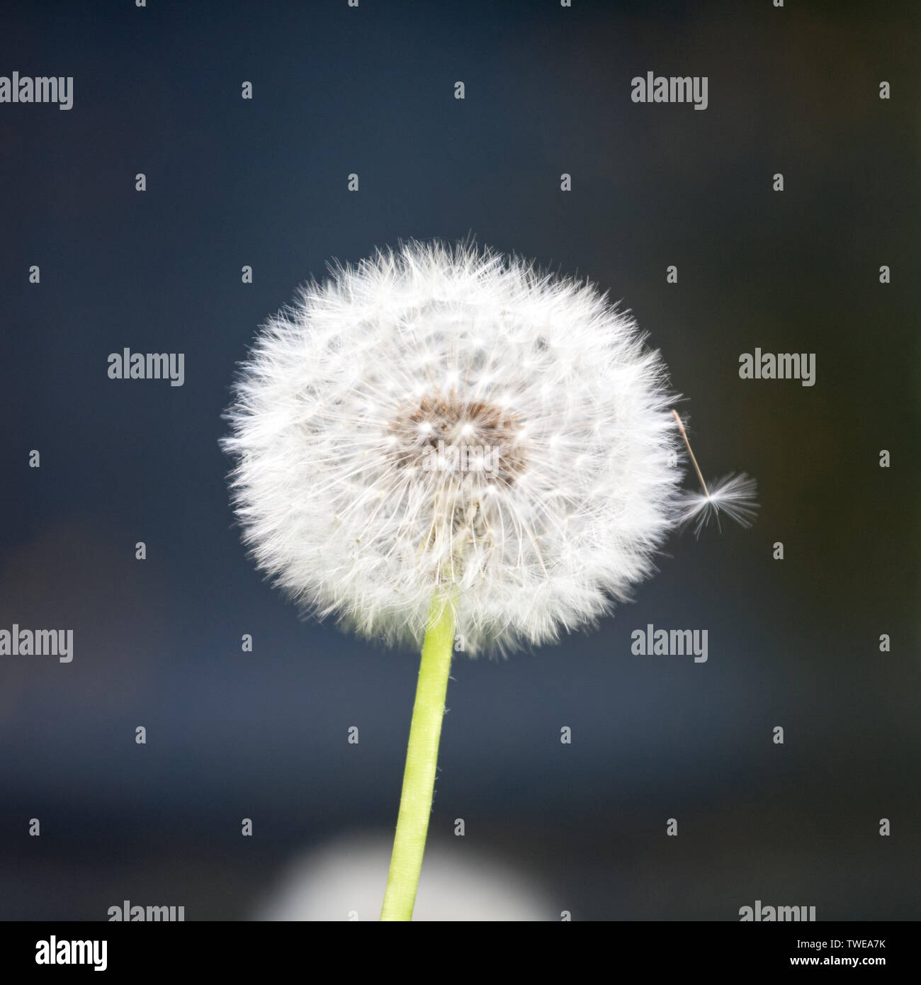 Weiß Löwenzahn Ball mit einem separaten fuzz Detailansicht auf Im verschwommenen Hintergrund Stockfoto