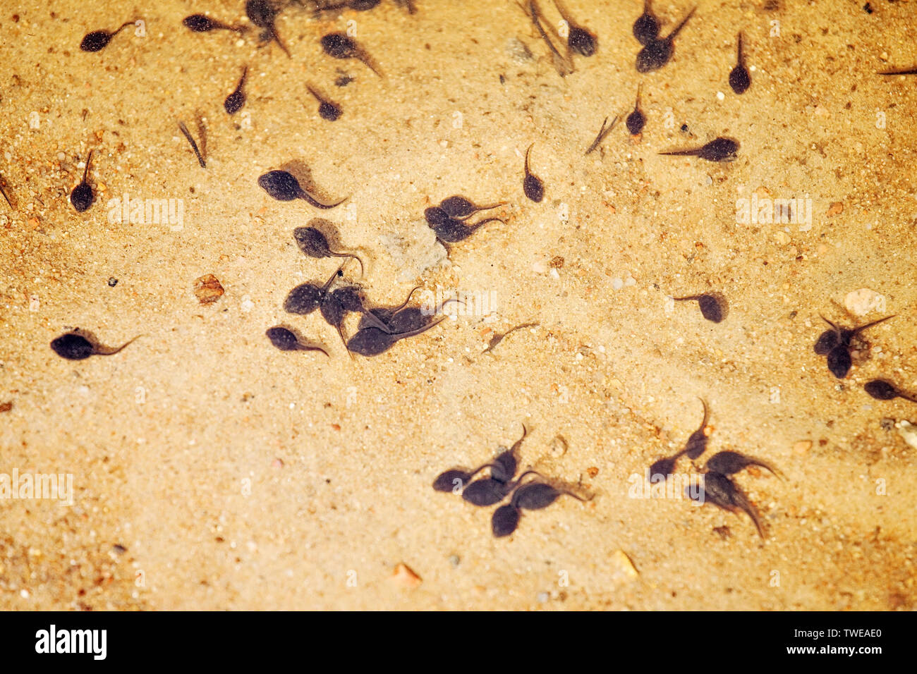 Viele Kaulquappen Detailansicht im Wasser auf Sandy Lake unten Stockfoto