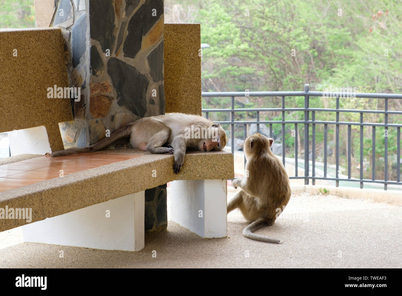 Zwei junge Affen müde und suchen Stockfoto
