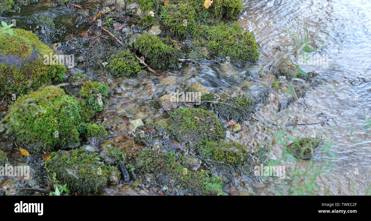 Fluss in den Wald durch moss Steinen bedeckt Stockfoto