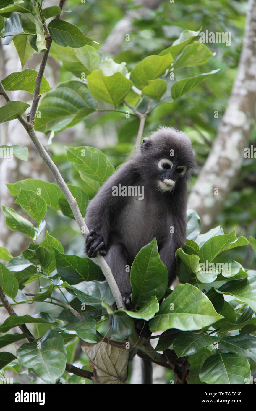 Dunkler Blattaffen (Trachypithecus obscurus) auf einem Baum, Malaysia Stockfoto