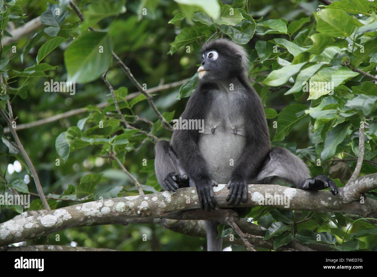 Dunkelblättriger Affe (Trachypithecus obscurus) auf einem Baum, Malaysia Stockfoto