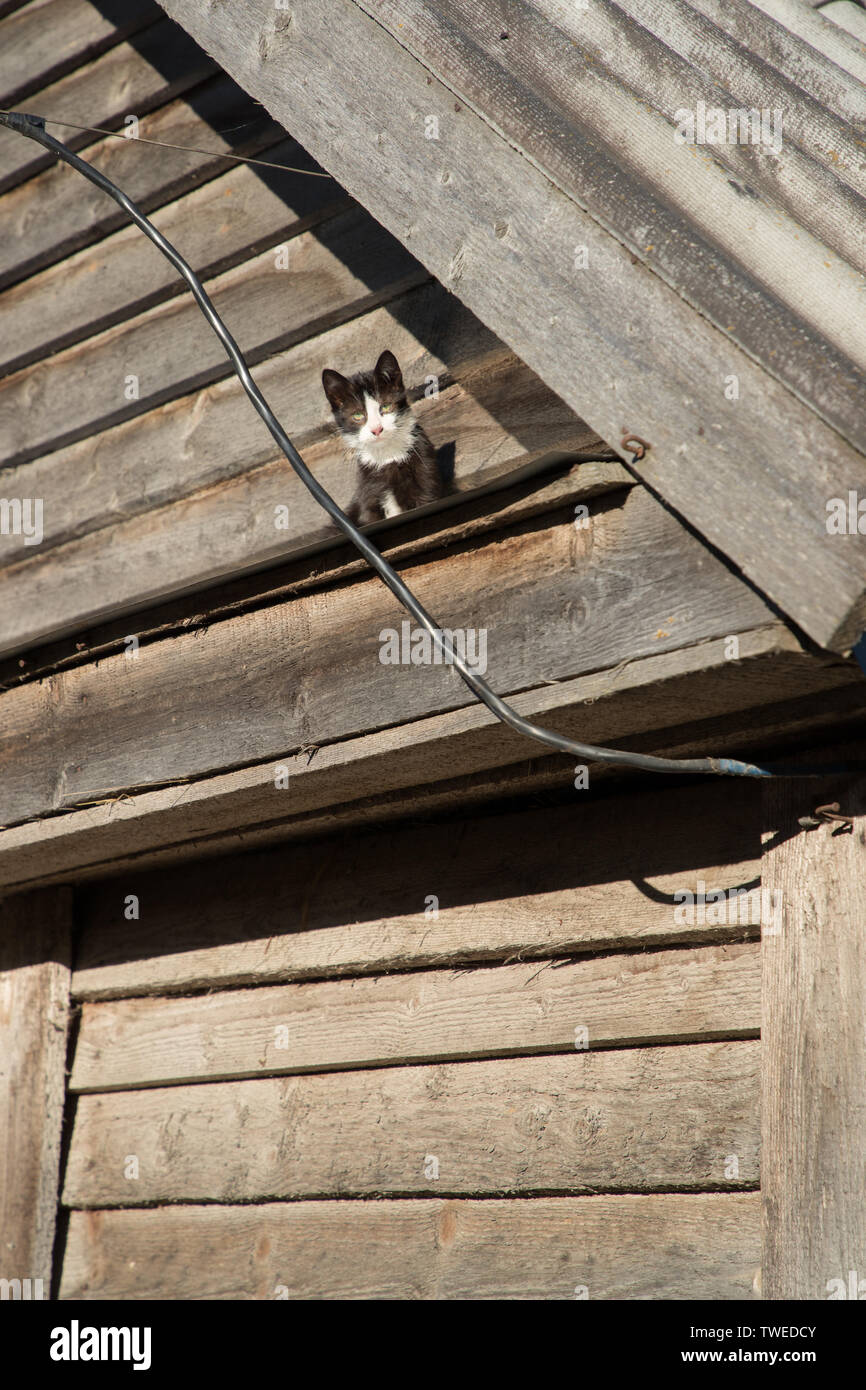 Katze auf das Visier eines hölzernen Scheune Aalen in der Sonne und mit Blick auf die Kamera Stockfoto