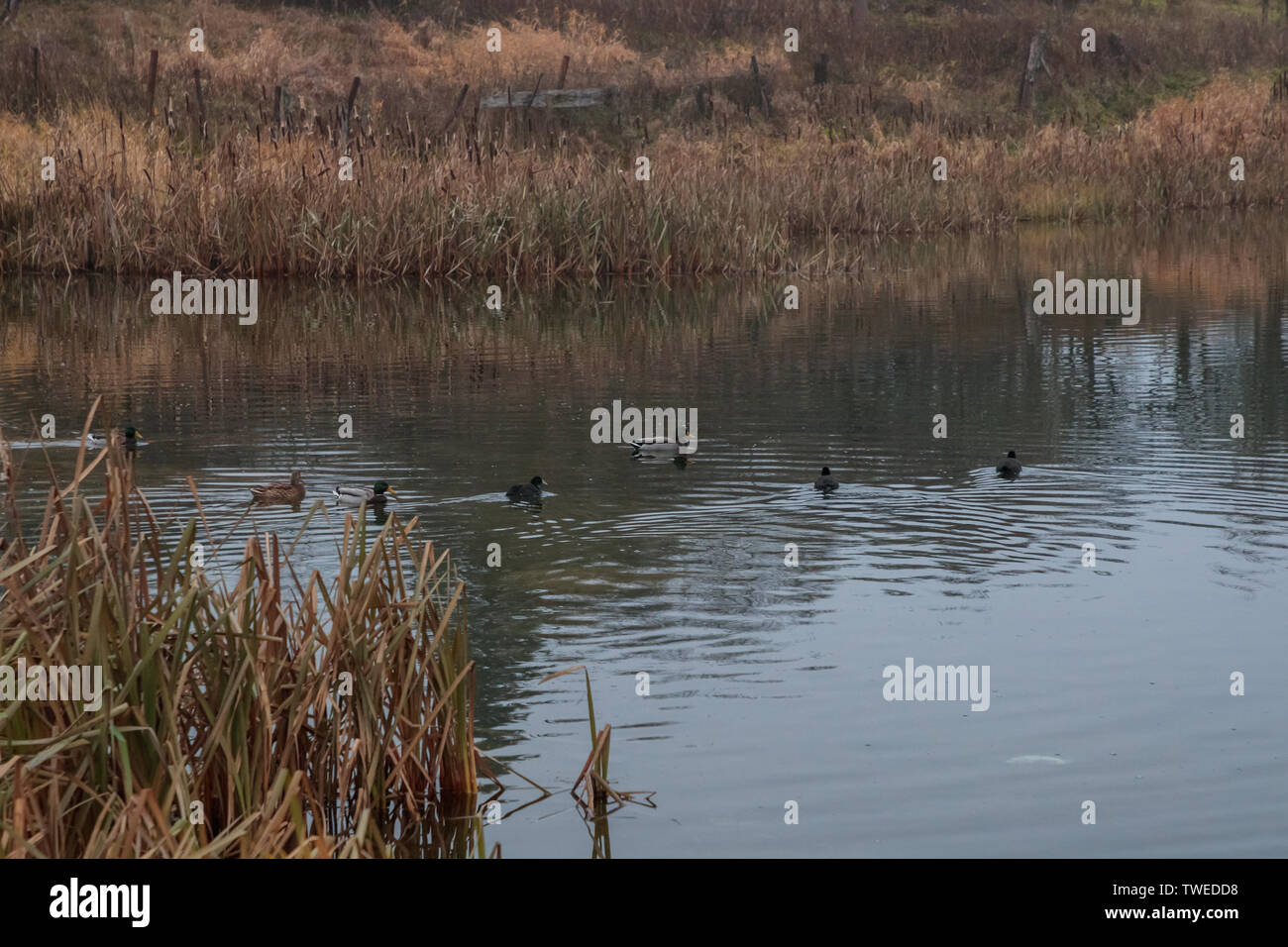 Herde von Enten am Teich in der Tageszeit Stockfoto