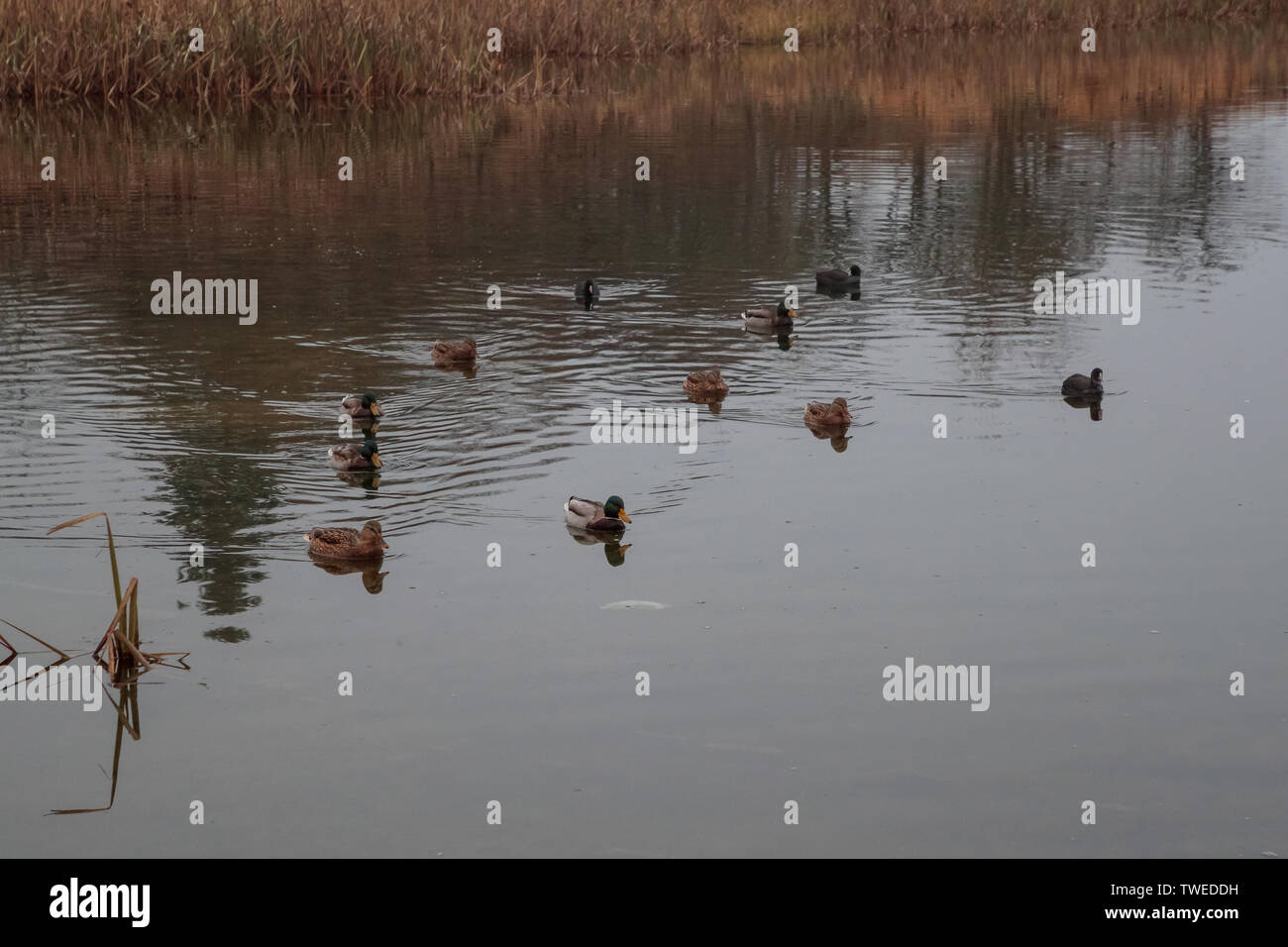 Herde von Enten am Teich in der Tageszeit Stockfoto