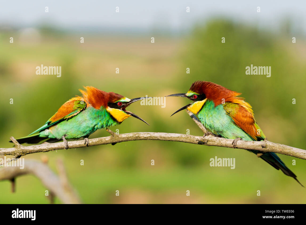 Zwei schöne bunte Vögel schreien sich gegenseitig an Stockfoto
