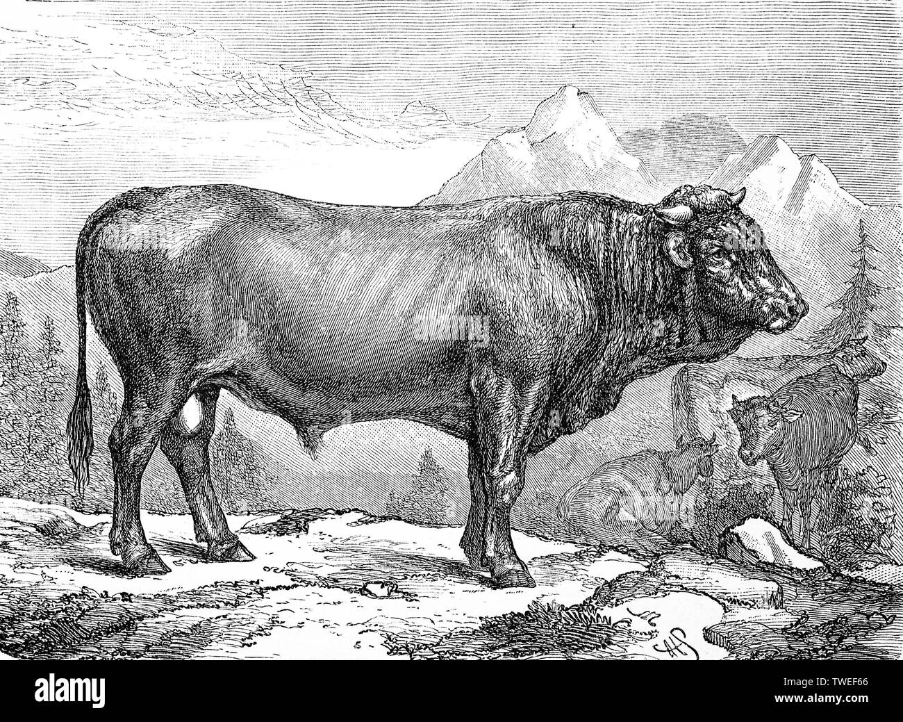 Rinderrasse, ein Stier von einem Schweizer Rasse, 1881, historische Holzschnitt Illustration, Schweiz Stockfoto