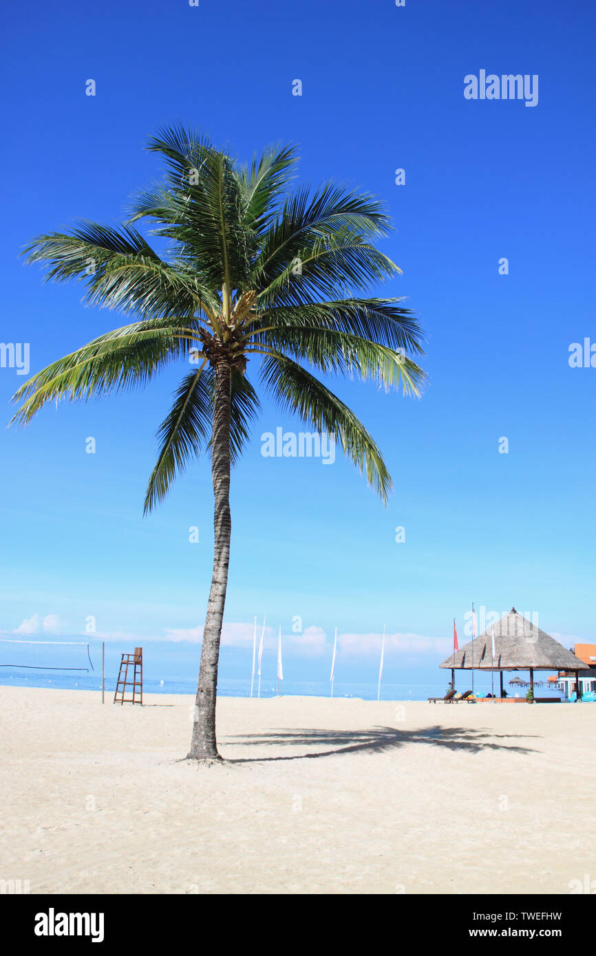 Palmen am Strand, Langkawi Island, Malaysia Stockfoto