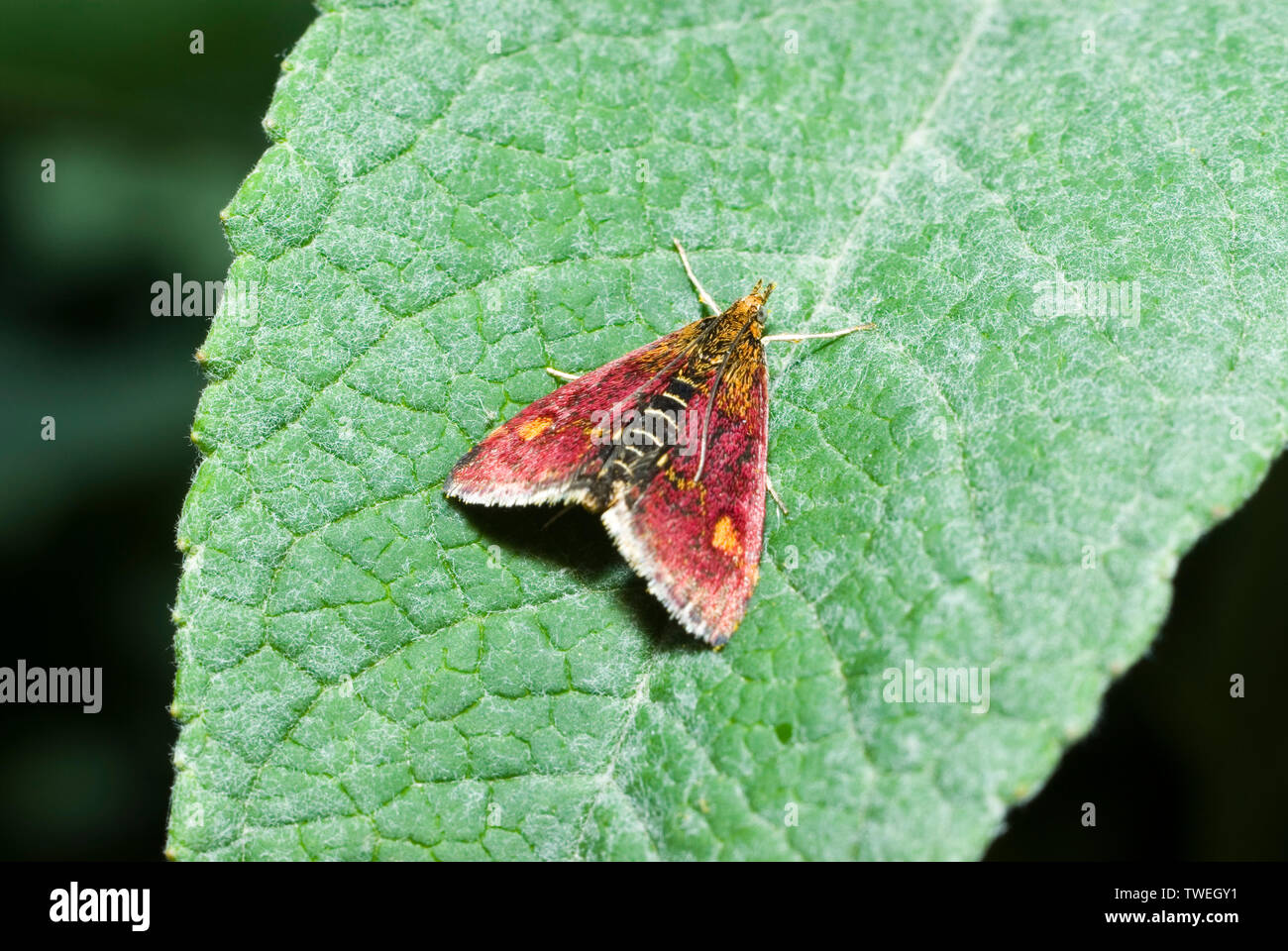 Minze-Motte Stockfoto