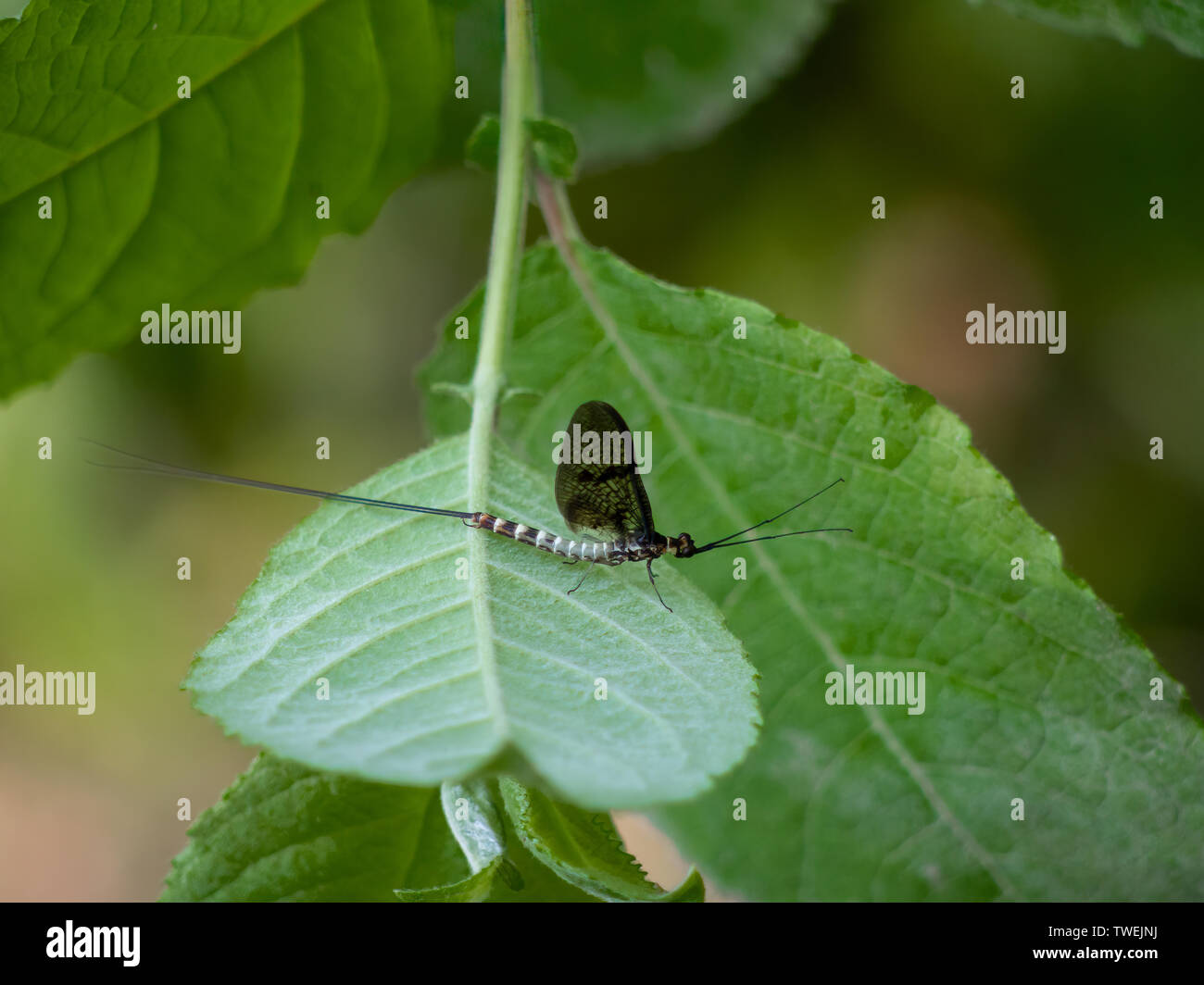 Mayfly, männliche Ephemera danica, auf Blatt. Stockfoto