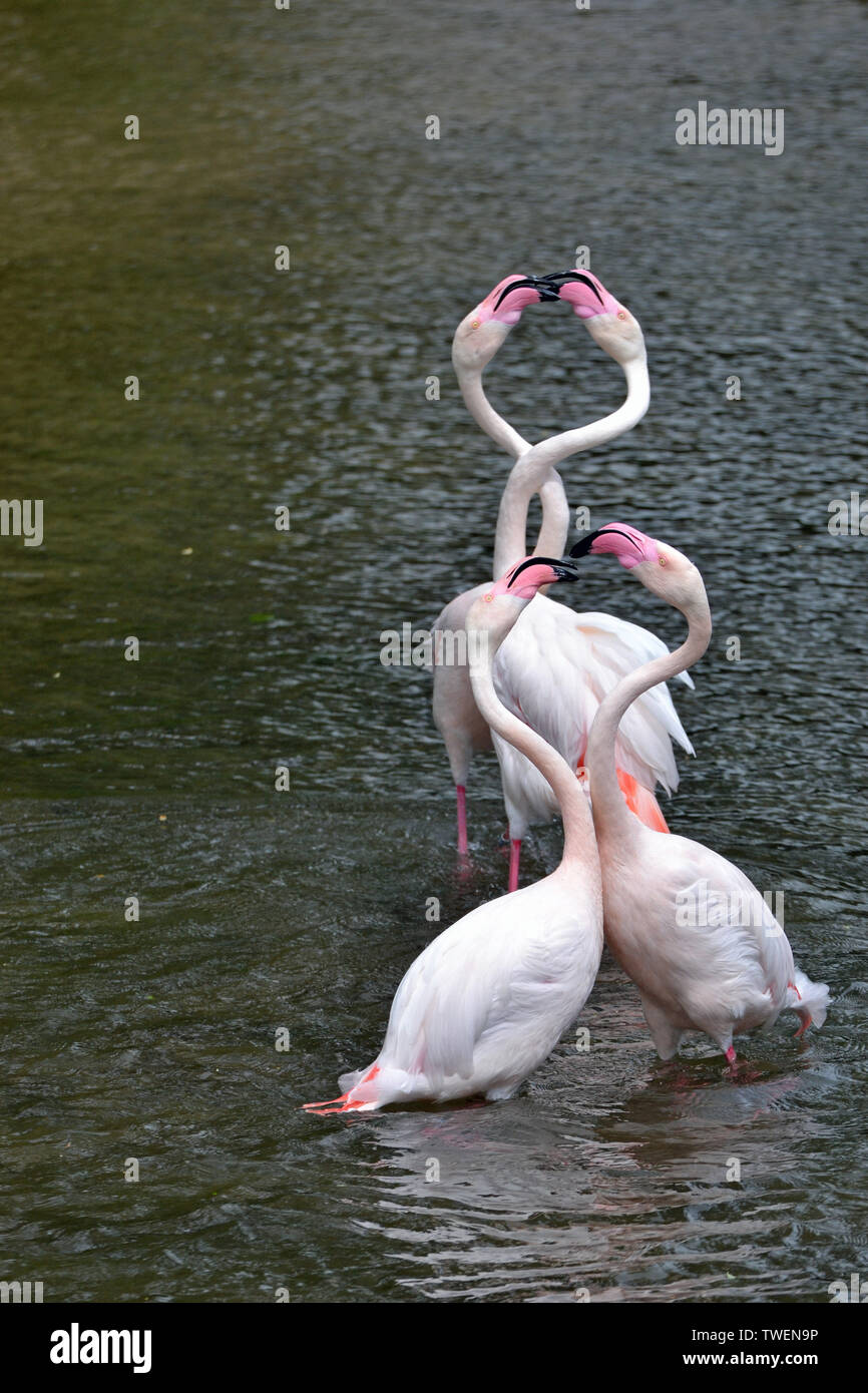 Mehr Flamingos in einer tänzerischen Ausbildung in Birdland Parks & Gärten in Bourton-on-the-Water, Gloucestershire, VEREINIGTES KÖNIGREICH Stockfoto