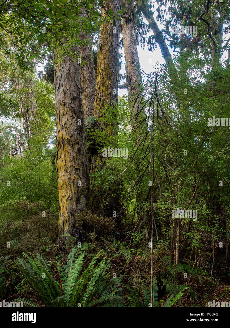 Ein Wäldchen Dacrydium cupressinum Rimu, und juveniler lancewood Pseudopanax crassifolius horoeka, Paterson Inlet, Stewart Island, Rakiura Neuseeland Stockfoto