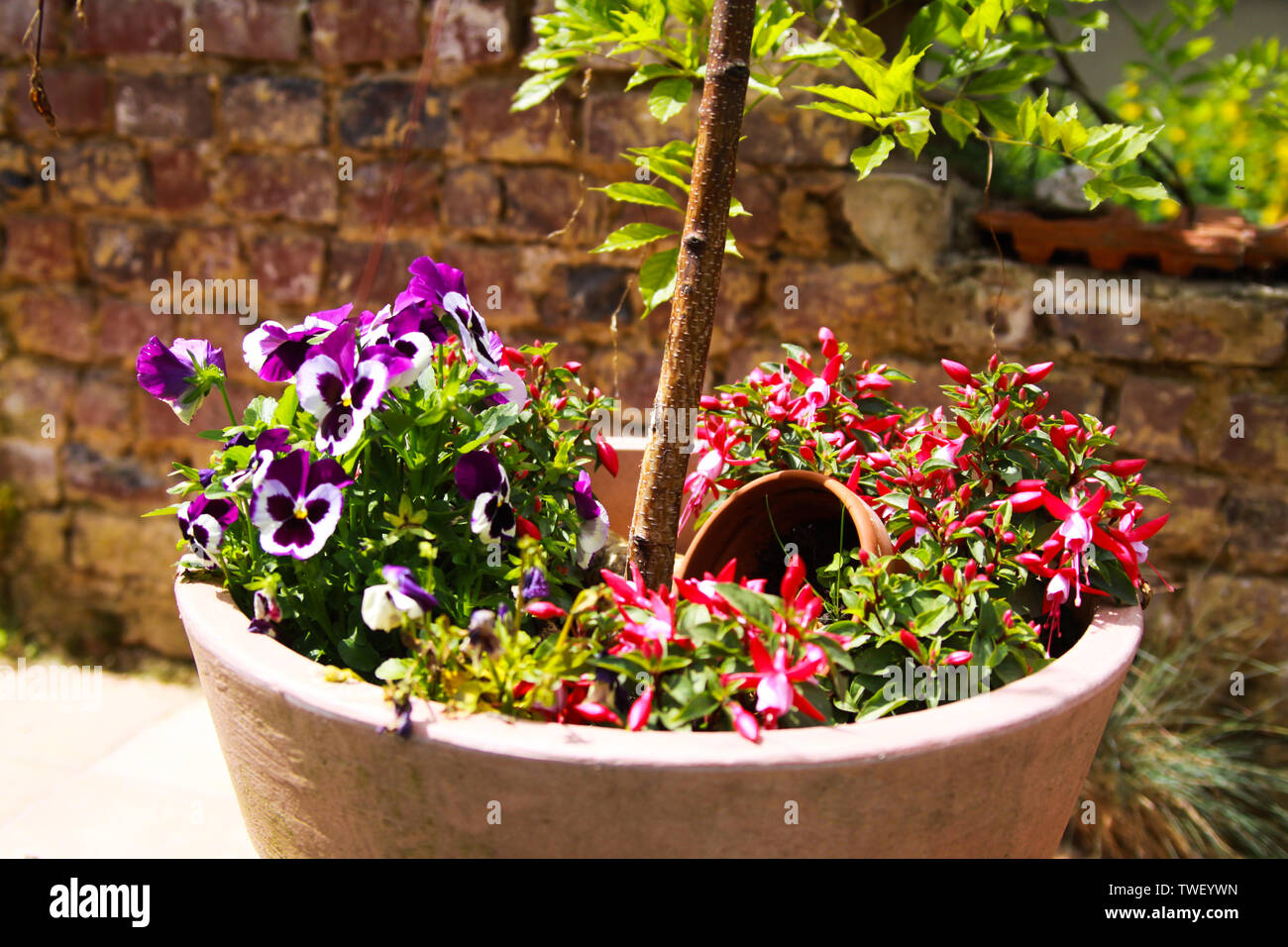 Blick auf den Tontopf mit kleinen Birken und Stiefmütterchen Blumen auf der Terrasse der deutschen Garten mit verwitterten alten Ziegel wand hintergrund in hellen Sommer Sonne l Stockfoto