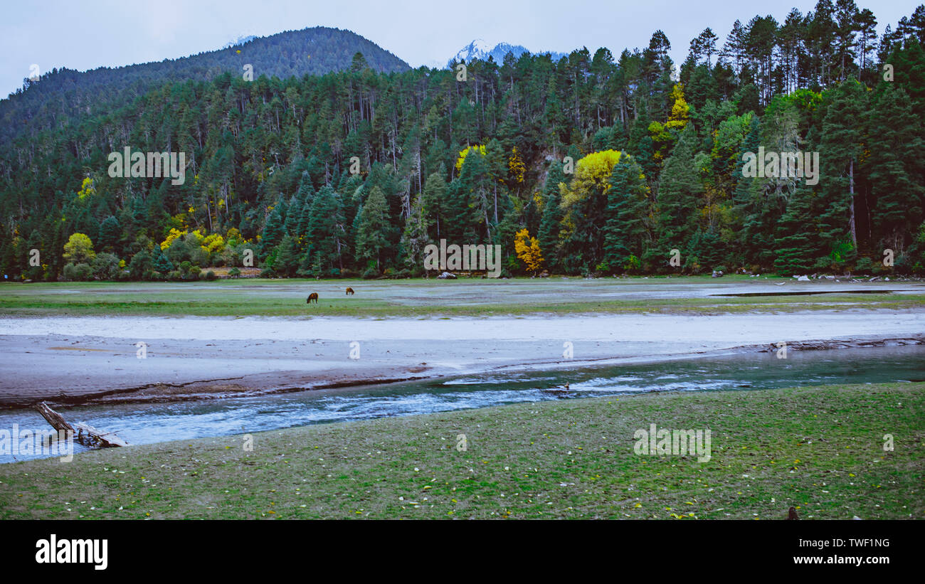 Wald/Wiesen/Pferde/Sümpfe bei Bomi Gras See, Tibet Stockfoto