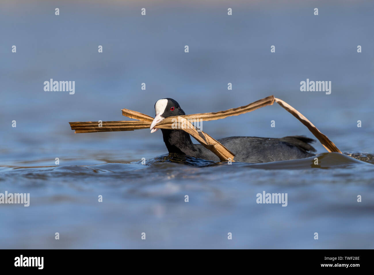 ; Blässhuhn Fulica atra; mit Nistmaterial; Devon, Großbritannien Stockfoto
