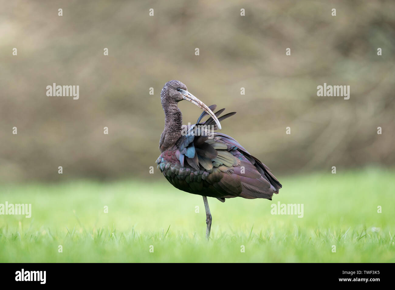 Ibis; Plegadis falcinellus glänzend; Putzen; Cornwall, UK Stockfoto