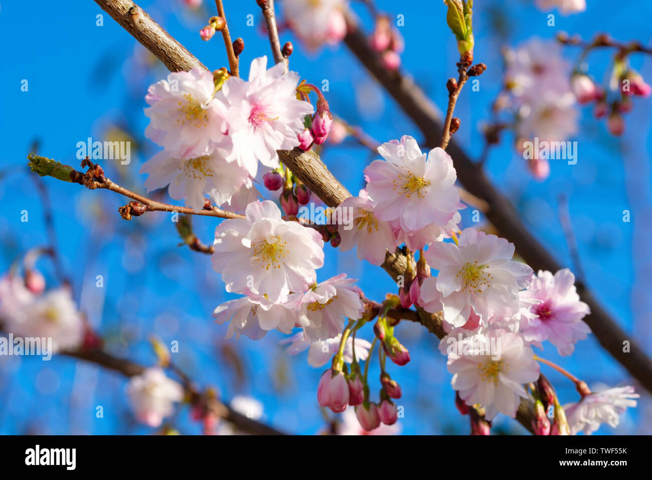 Frühling Blumen auf Prunus x subhirtella Autumnalis. Stockfoto