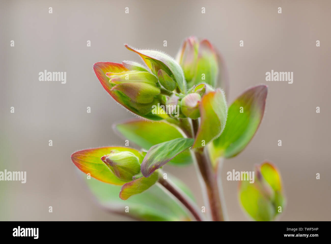 Blütenknospen auf einer Akelei Pflanze. Stockfoto