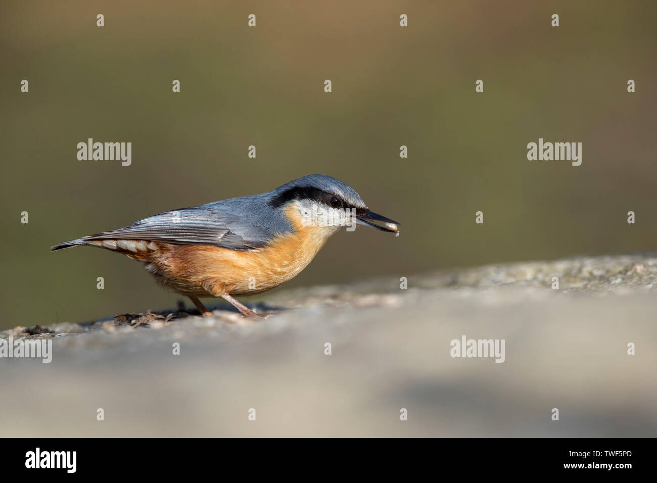 Kleiber; Sitta europaea; Devon, Großbritannien Stockfoto