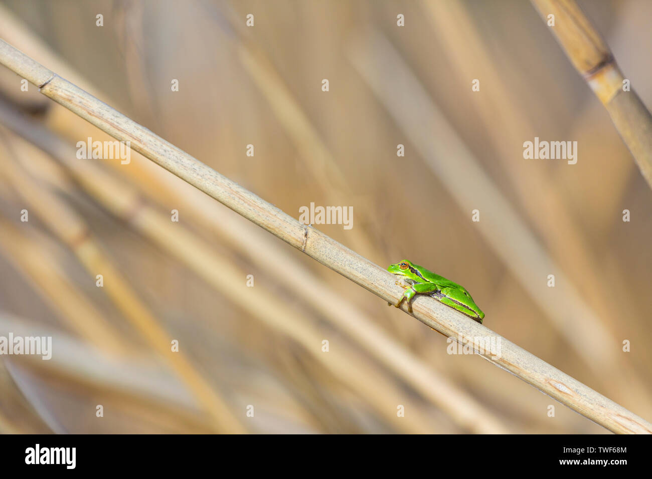 Laubfrosch (Hyla arborea früher Rana arborea) Stockfoto