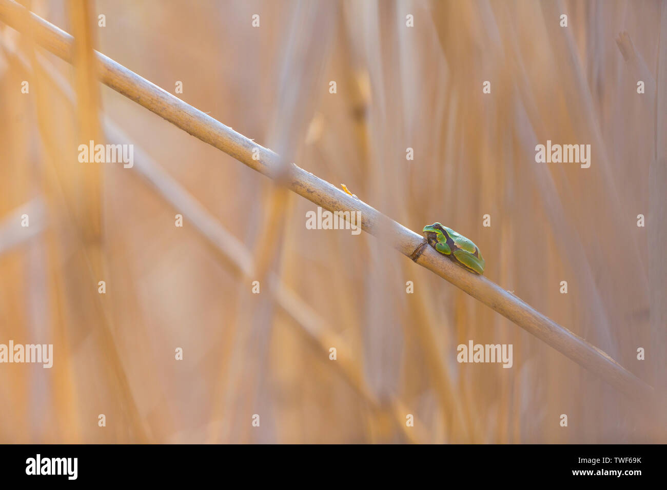 Laubfrosch (Hyla arborea früher Rana arborea) Stockfoto